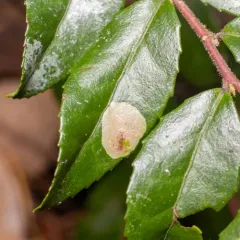 Cameraria nemoris thumbnail 3