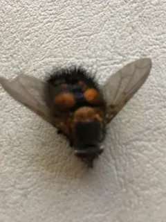 Spiny Tachina Fly thumbnail 2
