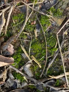 Bryum violaceum thumbnail 2