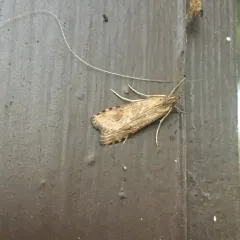 Lucerne Moth thumbnail 4