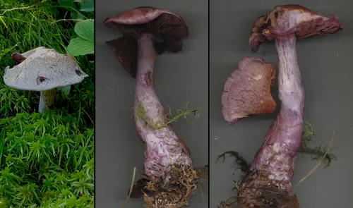 Cortinarius brunneotinctus