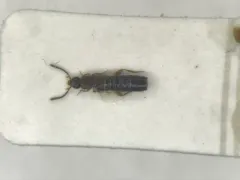 Dinaraea angustula thumbnail 1