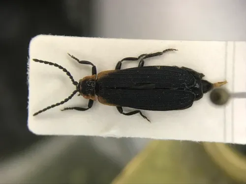 Eros humeralis