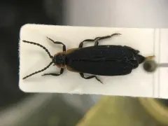 Eros humeralis thumbnail 1