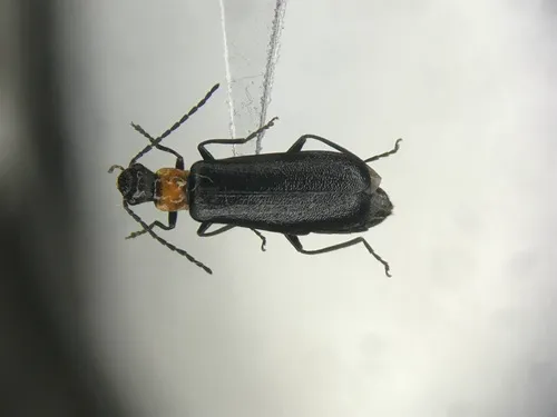 Dichelotarsus pattoni