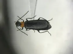 Dichelotarsus pattoni thumbnail 1