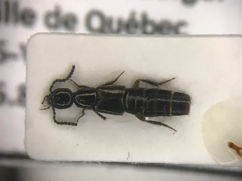 Bisnius fimetarius