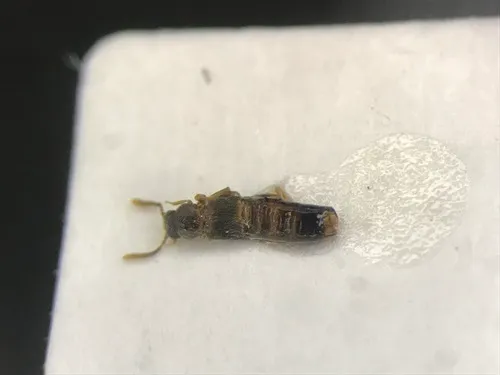Leptusa brevicollis