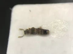 Leptusa brevicollis thumbnail 1