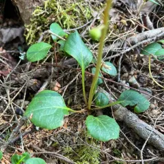 green-flowered wintergreen thumbnail 1