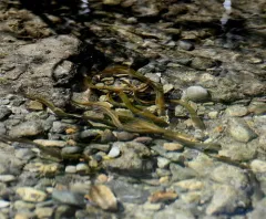 American Brook Lamprey thumbnail 3