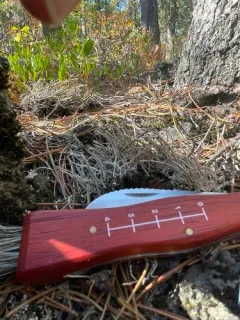 Western Wand Lichen thumbnail 1
