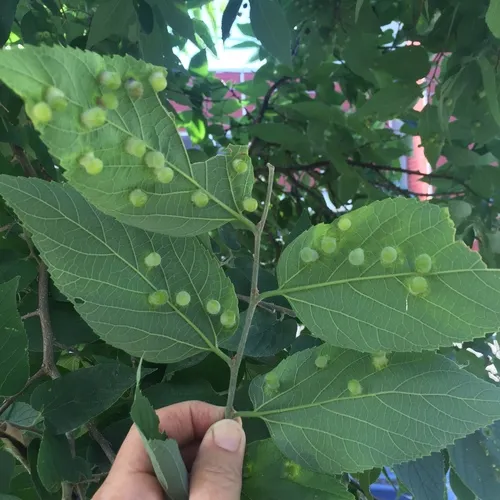 Hackberry Nipplegall Psyllid