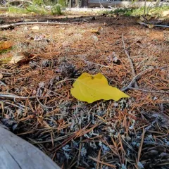 frosted cup lichen thumbnail 2