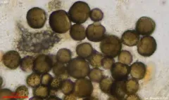 Epicoccum nigrum thumbnail 1
