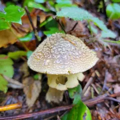 Western Yellow-veiled Amanita thumbnail 1