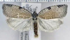 Lozotaenia rindgei thumbnail 1