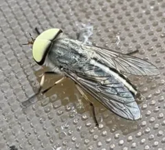 Striped Horse Fly thumbnail 1