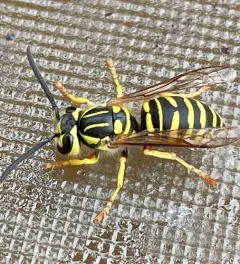 Southern Yellowjacket thumbnail 2