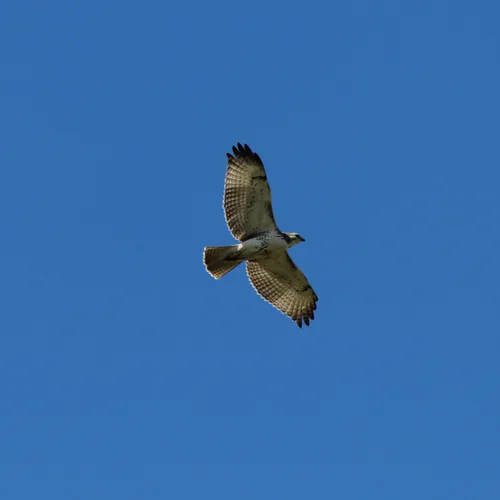 Red-tailed Hawk