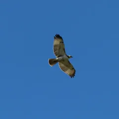 Red-tailed Hawk thumbnail 1