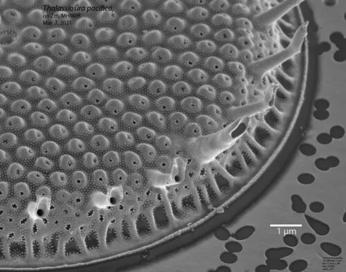 Thalassiosira pacifica