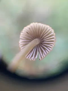 Brownedge Bonnet thumbnail 2