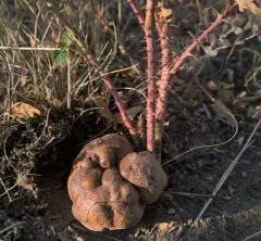 roseroot gall wasp thumbnail 3