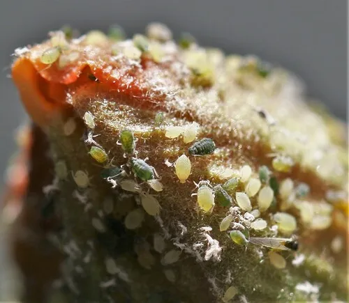 Melon Aphid