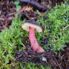 Deep purple bolete thumbnail 4