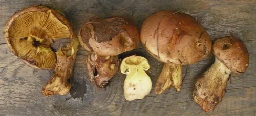 Phlegmacium americanomussivum