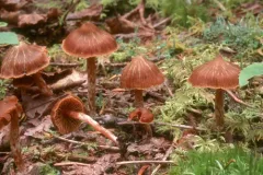 Cortinarius scoticus thumbnail 1