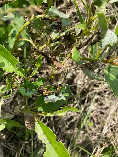 Chrysomela confluens