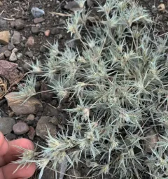 False Buffalograss thumbnail 4