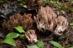 Ramaria marrii thumbnail 3