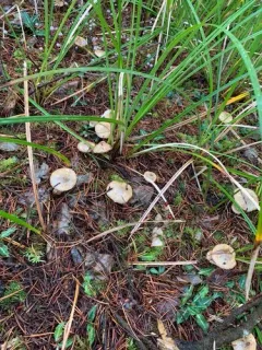 Jellied Bolete thumbnail 3