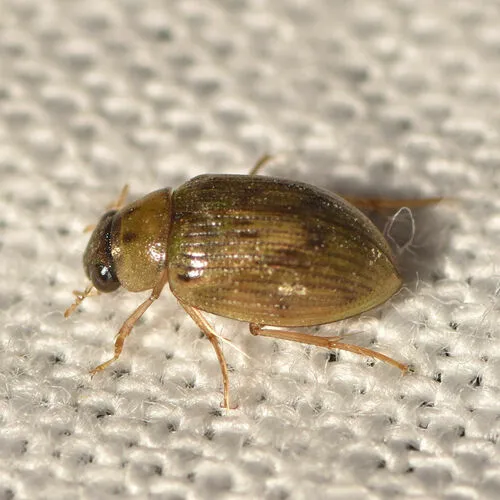 Berosus peregrinus