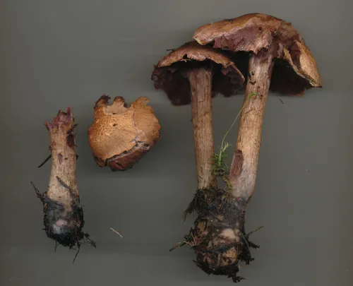 Cortinarius ultimiionophyllus