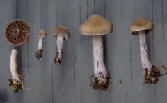 Cortinarius plumulosus thumbnail 2