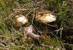Thaxterogaster glaucocyanopus thumbnail 2