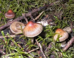 Cortinarius glandicolor thumbnail 1