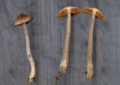Cortinarius tortuosus thumbnail 2