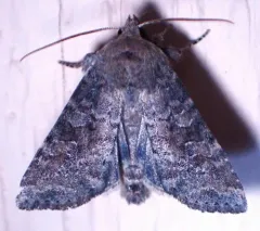Suspected Moth thumbnail 4