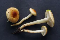 Hygrophorus discoideus thumbnail 2