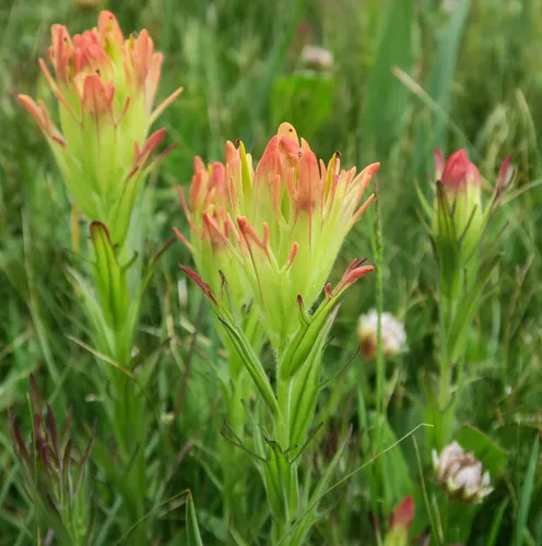 Cusick's Paintbrush