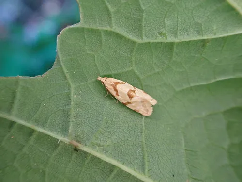 Aethes fernaldana