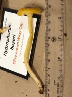 Hygrophorus boyeri thumbnail 4
