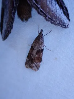 Tricolored Cosipara Moth thumbnail 2