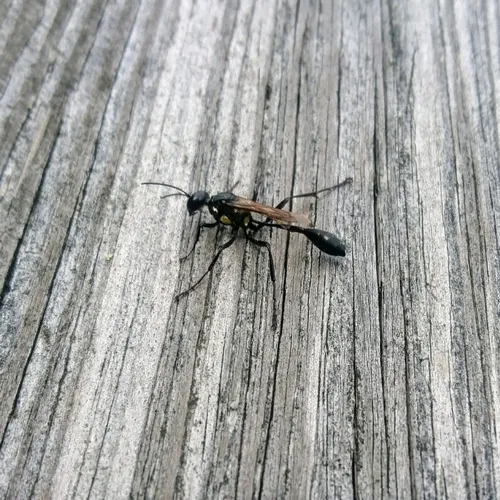 Gold-marked Thread-waisted Wasp