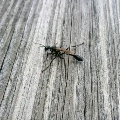 Gold-marked Thread-waisted Wasp thumbnail 1